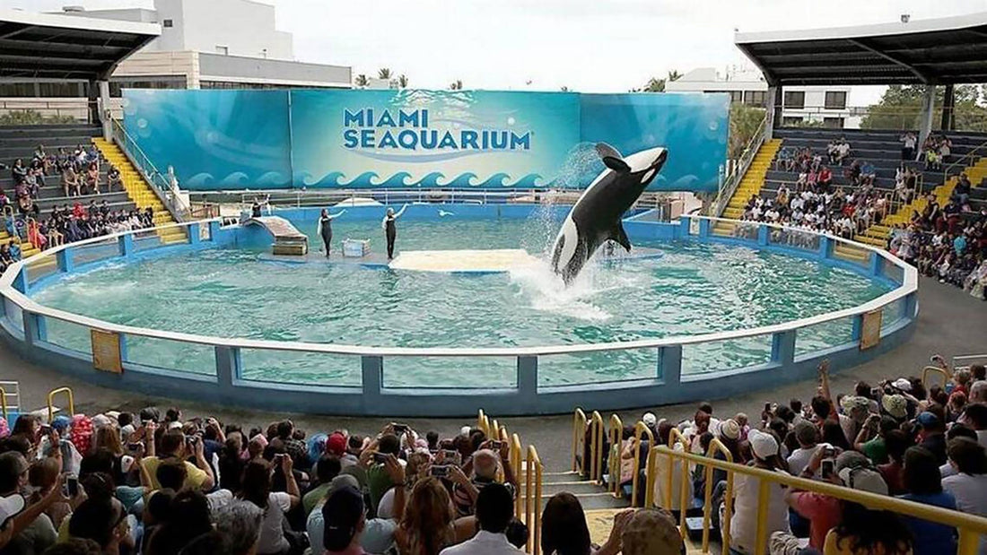 Lolita the Killer Whale: Life and Death in Captivity