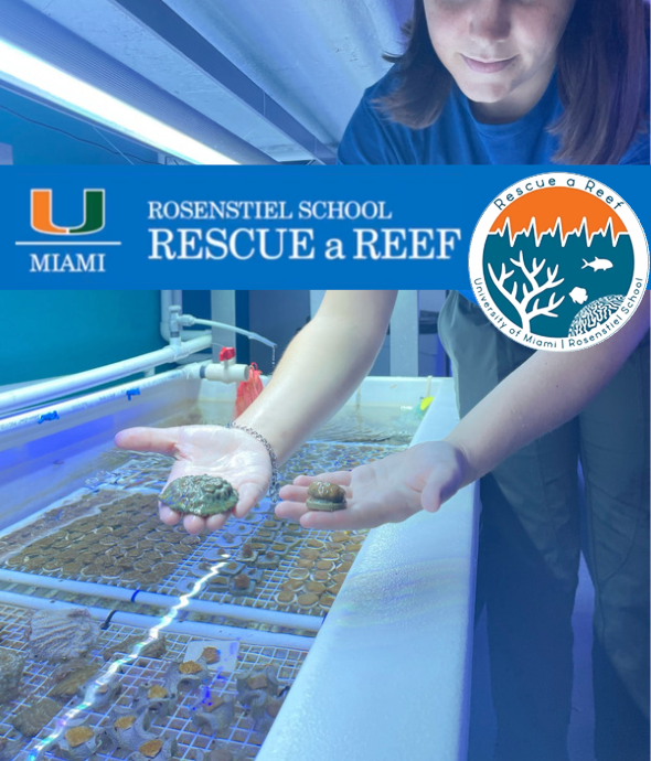 Rescue A Reef - Coral Planting