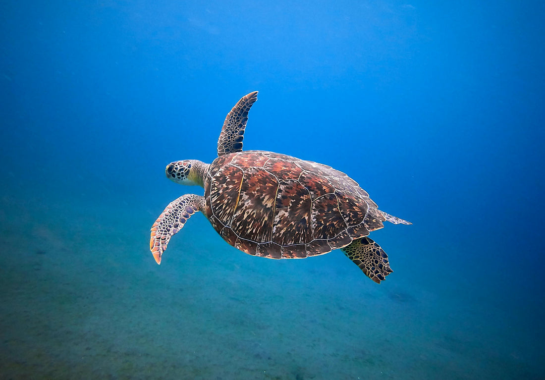 Single Tank Adapters: Tips for Divers